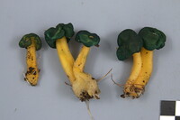 Leotia viscosa image